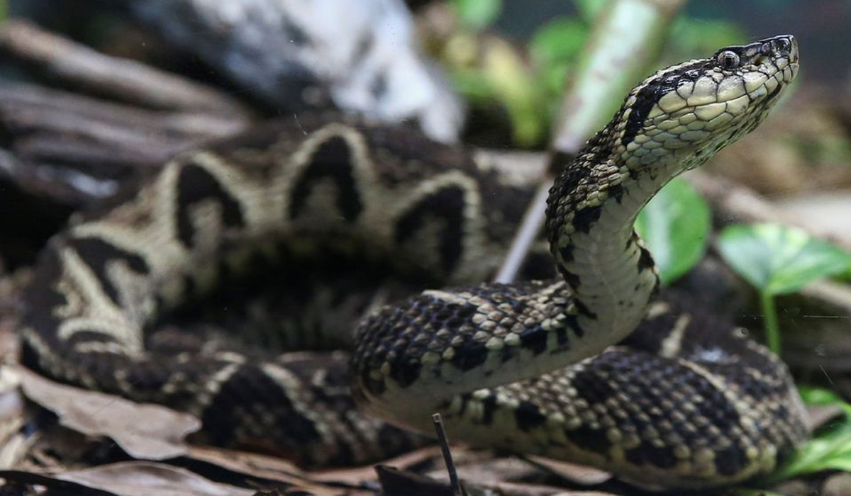 Brazilian viper venom may become tool in fight against COVID, study shows